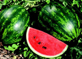 Piccolo Hybrid Seedless Watermelon Seeds – 50 Seeds, 6-8 lb Personal Watermelons, 3-4' Vines