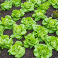 Tom Thumb Butterhead Lettuce Seeds (700) – Heirloom Mini Butterhead, Lactuca sativa