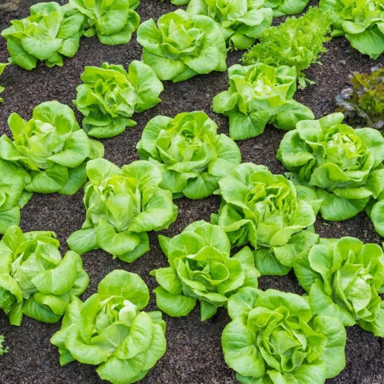 Tom Thumb Butterhead Lettuce Seeds (700) – Heirloom Mini Butterhead, Lactuca sativa