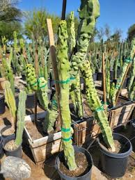 Totem Pole Obesa Cactus Cutting (9.5”-12”) Unrooted | Lophocereus schottii var. monstrosus