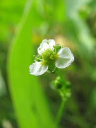 Alisma subcordatum (Mud Plantain) Seeds - 250 mg for Wetlands & Ponds