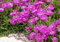Delosperma cooperi (Magenta) Hardy Ice Plant Unrooted Cuttings 5-6" - 30 pcs