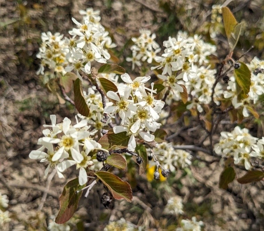 Amelanchier alnifolia Seeds (Saskatoon) – White Spring Blooms, Fall Color, Cold Hardy Native