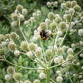 Eryngium Yuccifolium (Rattlesnake Master) Seeds – 250 Seeds for Prairie, Drought-Tolerant Native Perennial