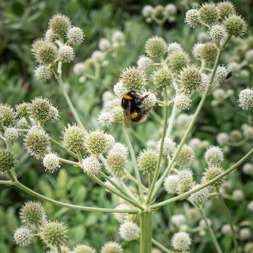 Eryngium Yuccifolium (Rattlesnake Master) Seeds – 250 Seeds for Prairie, Drought-Tolerant Native Perennial