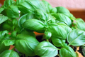 Basil Genovese (Ocimum basilicum) - 1000 Seeds | Heirloom Italian Herb - Aromatic & Flavorful