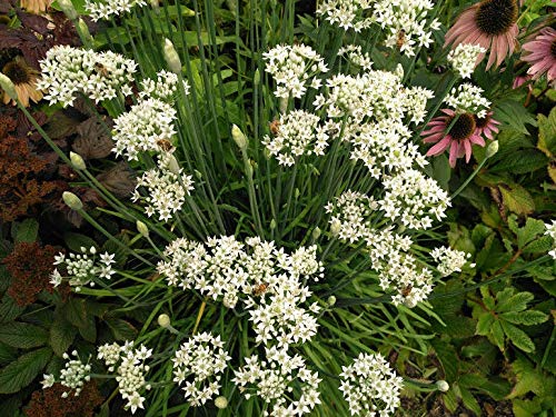 Flowering Chinese Leek (Allium tuberosum) - 100 Seeds, Garlic Chives, Heirloom, Non-GMO