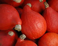 Red Kuri Squash Seeds - Heirloom, Non-GMO, 10 Seeds