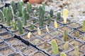 1 Foot Cactus Unrooted Cuttings - Propagation, DIY Projects
