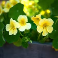 Moonlight Nasturtium Seeds (Tropaeolum majus) – Creamy-Yellow Flowers, Edible Leaves & Flowers, 15 Seeds
