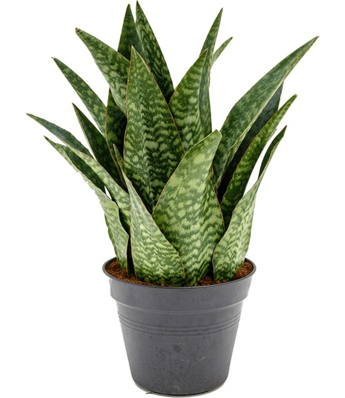 Sansevieria francisii Live Plant - 7-10" tall in 4" pot