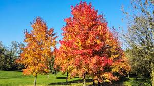 American Sweet Gum Seeds (Liquidambar styraciflua) - 15 Seeds for Landscaping & Shade