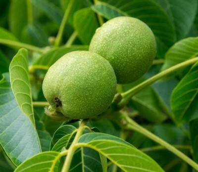 Black Walnut Tree (Juglans nigra) - Live Bare Root Plant 2-3 ft for Zones 4-9