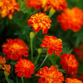 French Marigold Panther Seeds - 200 Non-GMO, Dwarf, Edible Flowers for Garden & Containers