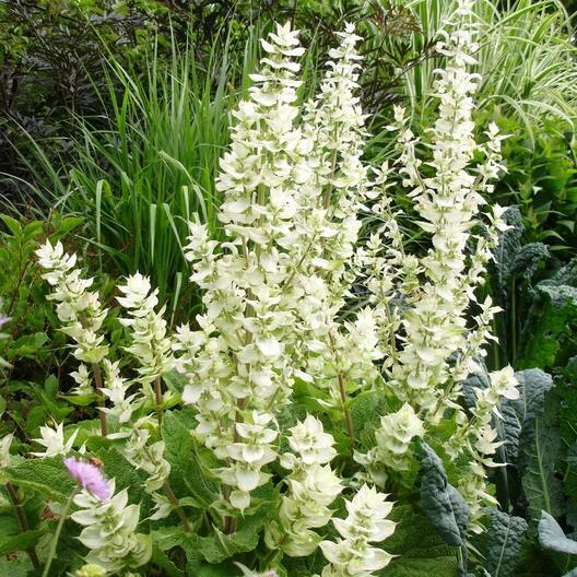 Clary Sage White Swan Seeds (Salvia) - 200 Seeds, Pollinator Friendly, Non-GMO