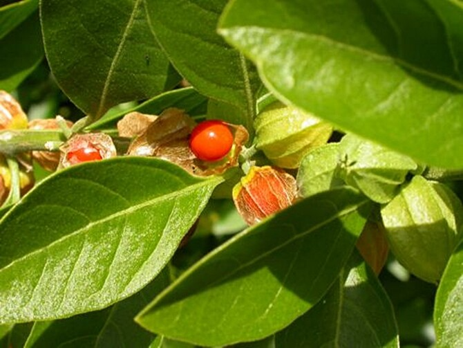 Ashwagandha Seeds - 50 Withania somnifera (Indian Ginseng) for Planting