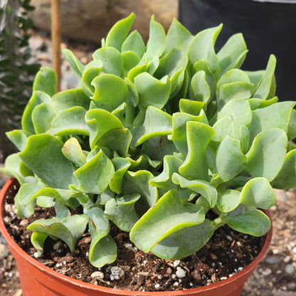 Ripple Jade Succulent - 3" Rooted Plant Crassula arborescens undulatifolia
