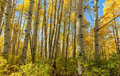 Quaking Aspen Trees (Populus tremuloides) Bare Root Seedlings 8-14" Tall