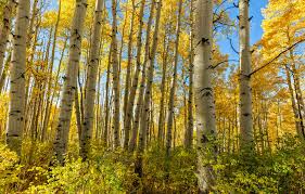 Quaking Aspen Trees (Populus tremuloides) Bare Root Seedlings 8-14" Tall