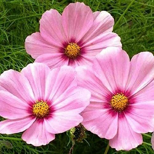 Cosmos GLORIA Seeds - 200 Seeds, 3-5 ft Tall, Huge Magenta-Centered Flowers, Non-GMO