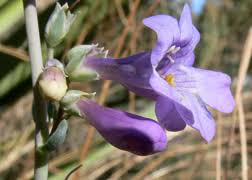 Penstemon Secundiflorus Seeds | Sidebells Penstemon – Native Wildflower for Pollinators