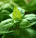 Basil Genovese Seeds (Ocimum basilicum) Heirloom Italian Herb, 4000 Seeds