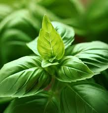 Basil Genovese Seeds (Ocimum basilicum) Heirloom Italian Herb, 4000 Seeds