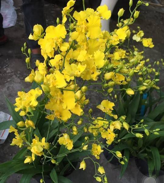 Onc. Gower Ramsey Live Orchid Seedling - Potted Yellow Orchid, Subtropical, Safe for Kids & Pets