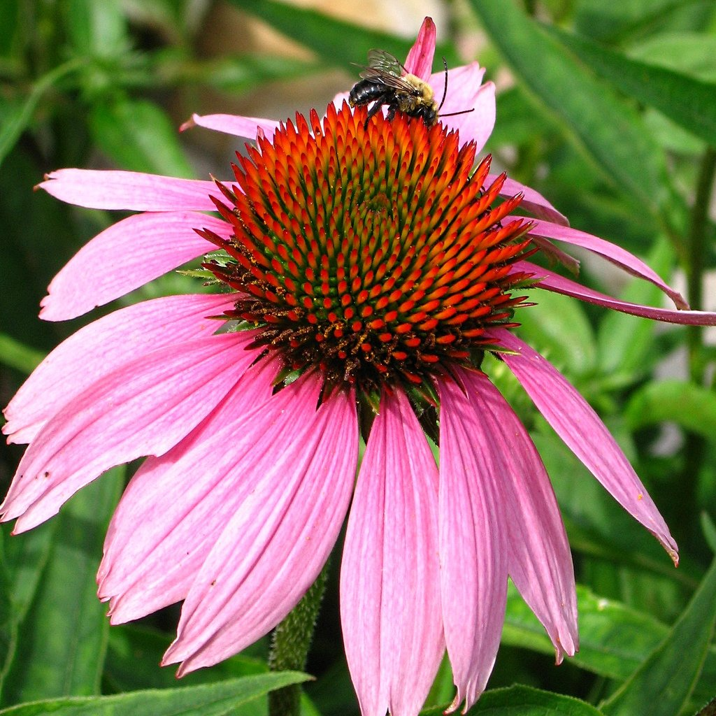 Bright Pink Coneflower Seeds - Echinacea purpurea, 200+ Seeds