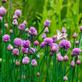 Chives Allium schoenoprasum Seeds - Heirloom Perennial, Mild Onion Flavor, 150 Seeds