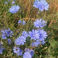 Chicory (Cichorium intybus) 300 Seeds - Heirloom, Coffee Substitute