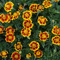 French Marigold Seeds (Tagetes patula) - 25 Seeds | Annual, Bright Red/Orange/Yellow Blooms