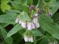 Russian Comfrey Unrooted Cuttings (Bocking 14) - Symphytum x uplandicum, 5 pcs