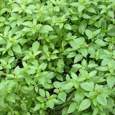 Lemon Basil Seeds (Ocimum basilicum var. citriodora) - 1000 Seeds