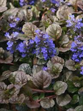 Ajuga Black Scallop Starter Plant - 2 Plants, Ground Cover, Burgundy Foliage