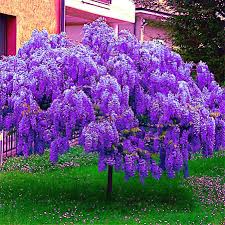Chinese Blue Wisteria Seeds (Wisteria sinensis) - 5 Seeds, Fast-Growing Climbing Vine