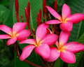Mexican Red Plumeria Seeds (Plumeria rubra) – 5 Seeds, Fragrant Tropical Blooms, Zone 10-12