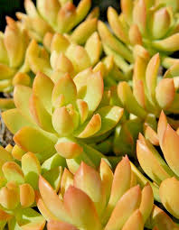 Sedum adolphi ‘Golden Glow’ Bare Root Succulent - 2 x 2" Live Plants