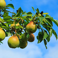 Moon Glow Pear Tree (Pyrus communis) - 2ft Live Starter Plant Ready to Plant