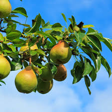 Moon Glow Pear Tree (Pyrus communis) - 2ft Live Starter Plant Ready to Plant