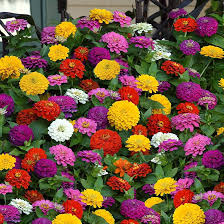Zinnia Tranquility Mix Seeds (Zinnia elegans) - 100 Seeds for Double Blooms, Attracts Pollinators