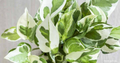 Manjula Pothos Starter Plant - Variegated Epipremnum aureum, White-Green Foliage