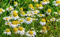 Roman Chamomile Seeds - 500 Heirloom, Non-GMO, Fragrant Perennial (Matricaria recutita) for Tea & Garden