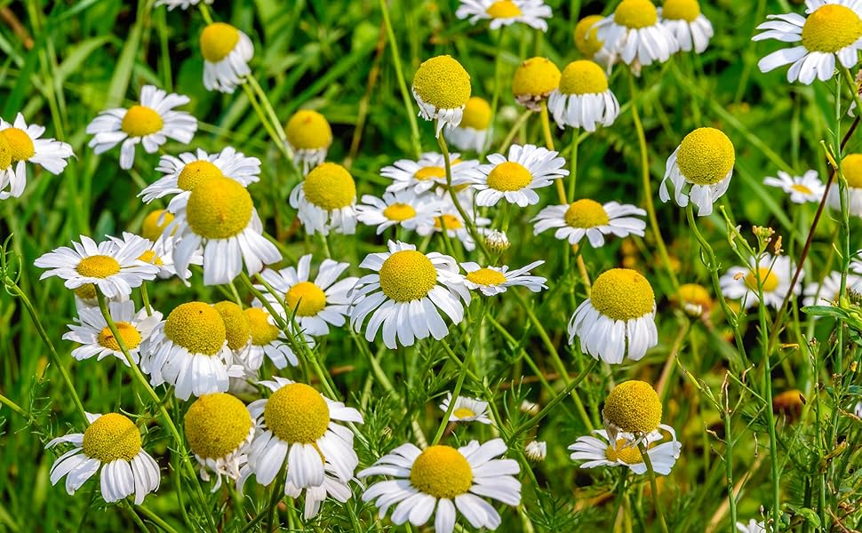 Roman Chamomile Seeds - 500 Heirloom, Non-GMO, Fragrant Perennial (Matricaria recutita) for Tea & Garden