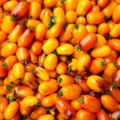 Golden Hour Micro Dwarf Tomato Seeds - 15 Heirloom Non-GMO