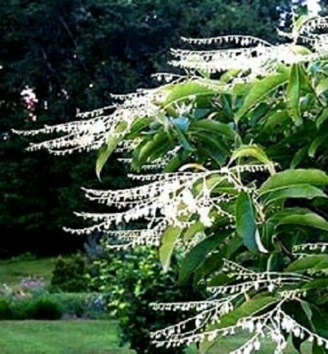 Lily of the Valley Sourwood Seeds (Oxydendrum arboreum) – 100 Seeds for Native Tree