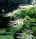 Lily of the Valley Sourwood Seeds (Oxydendrum arboreum) – 100 Seeds for Native Tree
