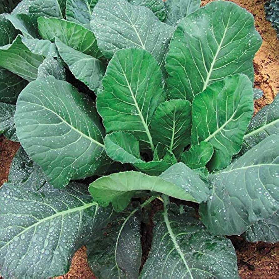 Collards Champion Seeds - Brassica oleracea var. viridis | Heirloom, Cold-Hardy Greens