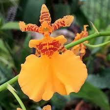Oncidium Gower Ramsey 'Orange Delight' Orchid Starter Plant | Live Potted Orchid