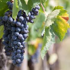 30 Grape Vine Seeds (Vitis vinifera) – Wine & Table Grapes for Planting